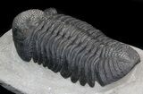 Drotops Trilobite - Top Quality Specimen #39384-3